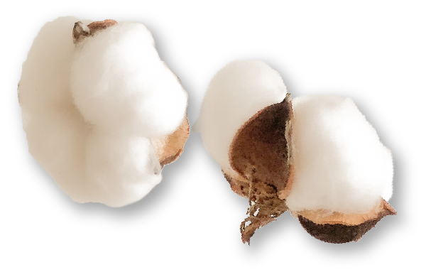 転がる綿の実の写真