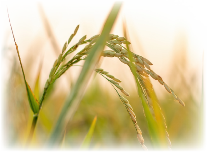 実る稲穂の写真