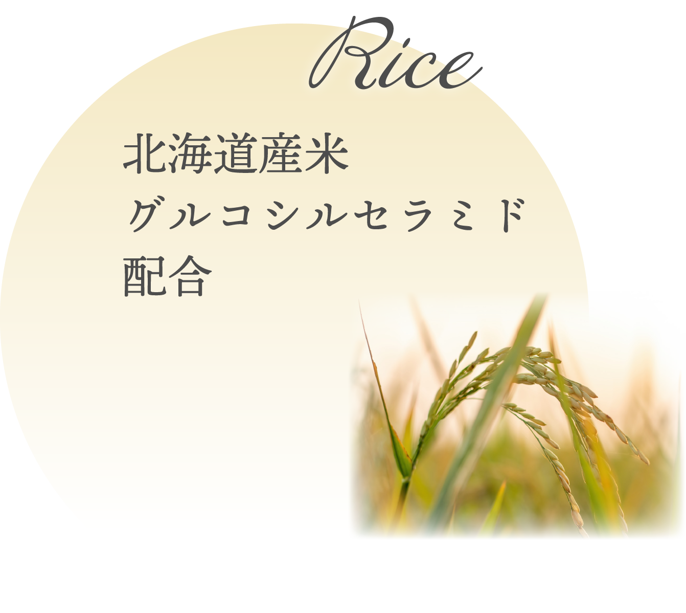北海道産米グルコシルセラミド配合